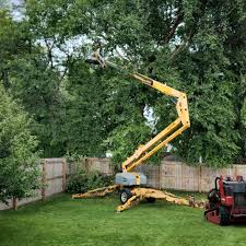 Tree Removal