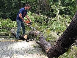  , USA Tree Removal Pros